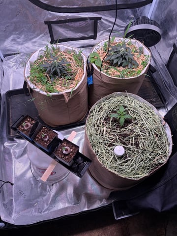 510 First Run! — flower, day 51