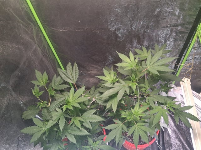 S&D  First Grow — vegetative, day 36