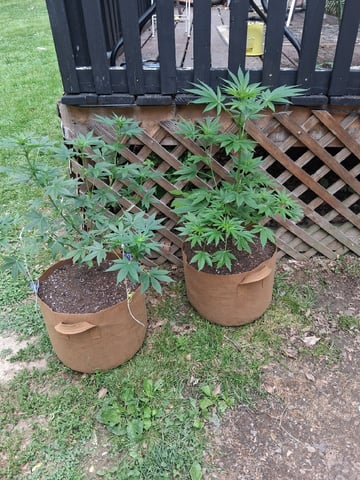 First Indoor Grow  — flower, day 58