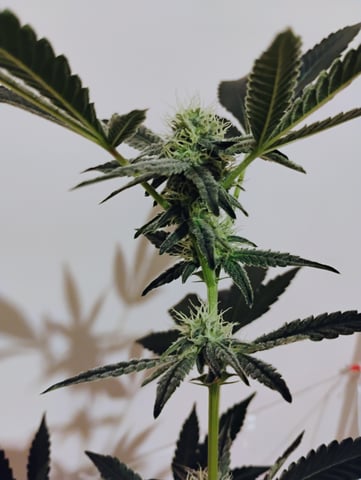 Started from clone 5/20 (Blood Diamond OG)  — flower, day 7