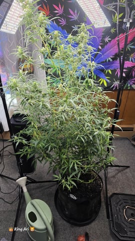 Slightly Stoopid Fruits  — flower, day 49