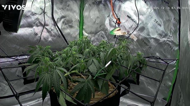 Pine (Auto) 2025 - 0 — flower, day 45