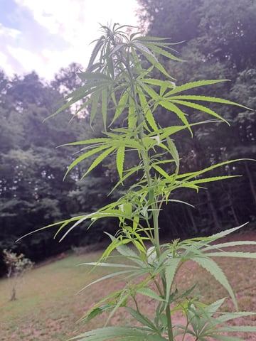 Bucket List Grow #2 — flower, day 79