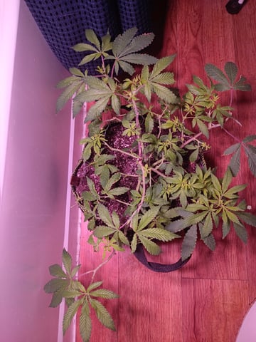 FKAFL — vegetative, day 35