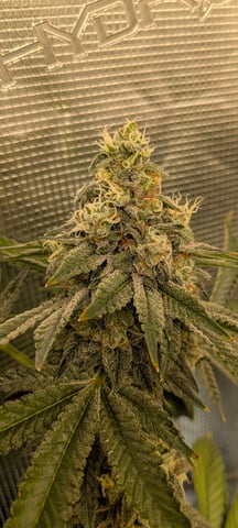 1st grow continued  — flower, day 42