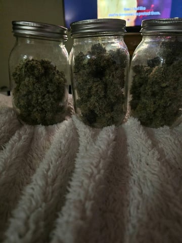 Northern lights #10 2nd plant (Selkies)