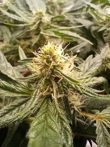 Wizard Punch first grow  — flower, day 83
