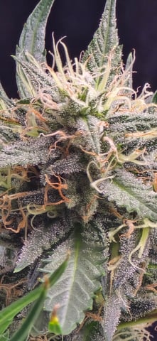 First grow - LCG(seed), GG#4(seed [possibly gorilla cookies]), Jack Hearer(clone) — flower, day 82