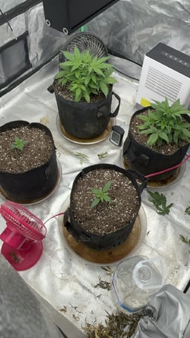 420 Fast Buds  — vegetative, day 32