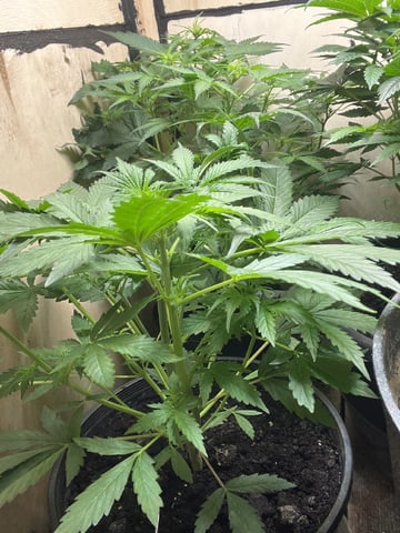 Milky Way F1 — flower, day 28