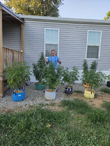 Outdoors L.S.D and Cinderalla 99  — vegetative, day 47