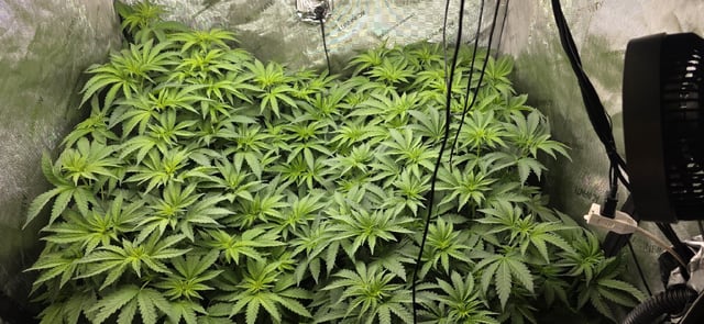 Maple Nectar  — flower, day 47