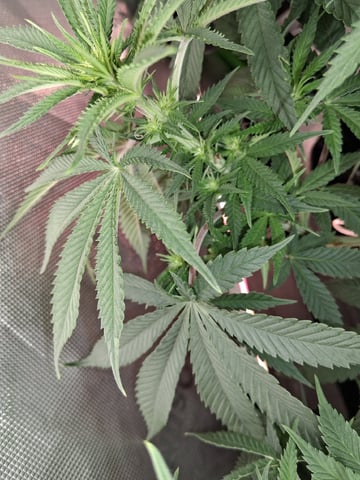 fruity pebbles, cap junky — flower, day 71