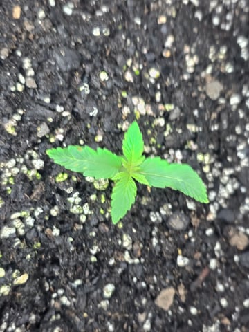 2nd Autoflower Indoor Grow — seedling_rooting, day 11