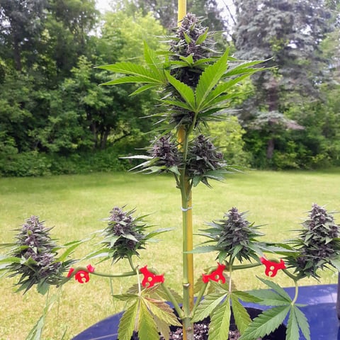 Gorilla Z  — seedling_rooting, day 2