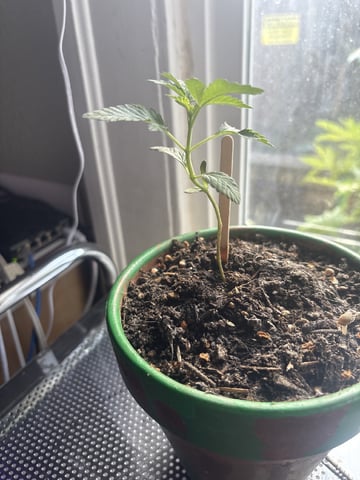 My First Grow — seedling_rooting, day 51