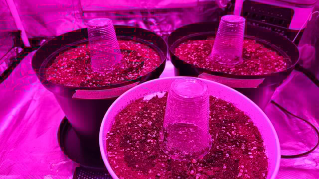 first grow adventure  — germination, day 3