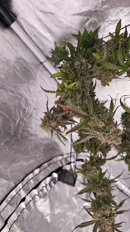 first grow adventure  — flower, day 95