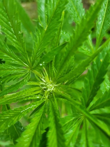 Bread — vegetative, day 27
