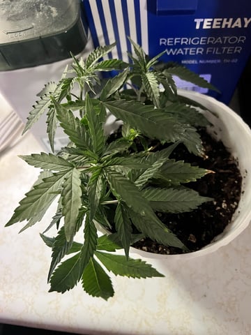 Banjo Clones — vegetative, day 69