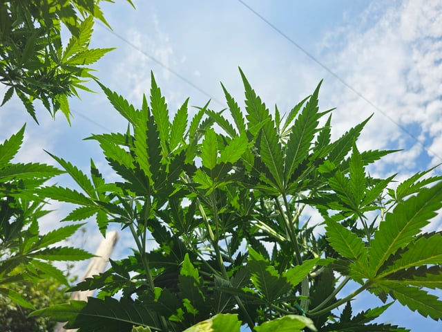 round 2 — flower, day 48