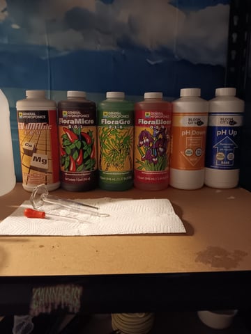 HP CC — seedling_rooting, day 11