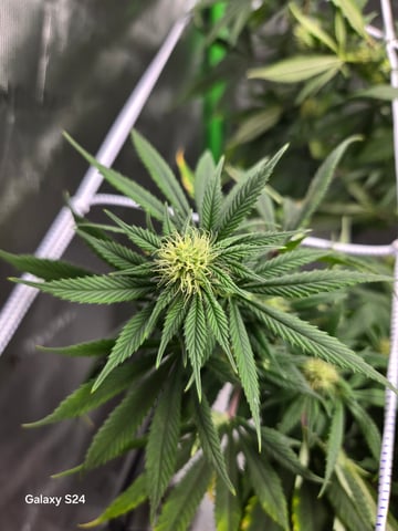 First Time — flower, day 54