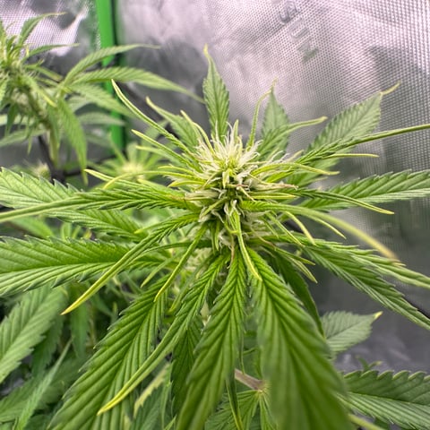 Ztrawberriez (Auto) 2026 - 1 — flower, day 43
