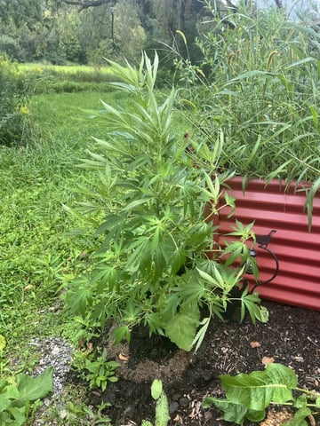 Banjo (Adam’s Plant) — flower, day 54