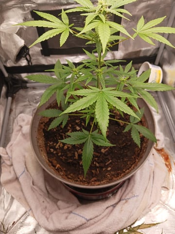 black gorilla feminized — done, day 27