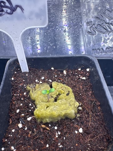 first grow in new 2x2 — germination, day 4
