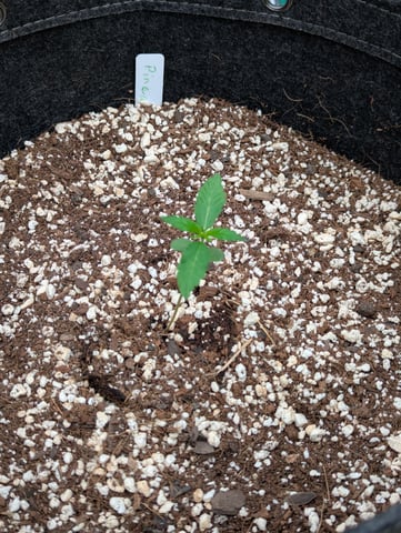 Pineapple Express Auto  — seedling_rooting, day 14