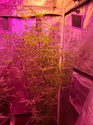 critical Mass  — flower, day 67