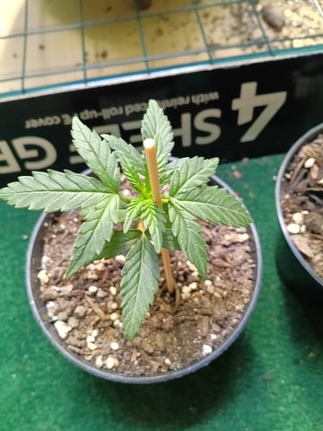 First grow indoor Auto euphoria  — vegetative, day 24