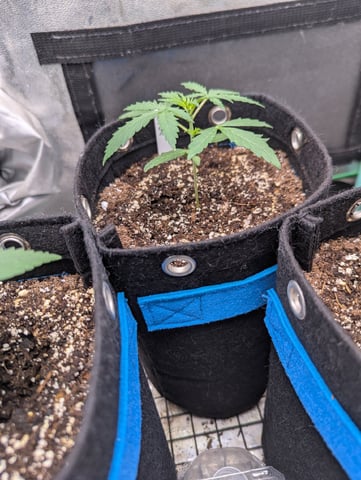 Autos — vegetative, day 8