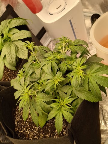 first grow — flower, day 20