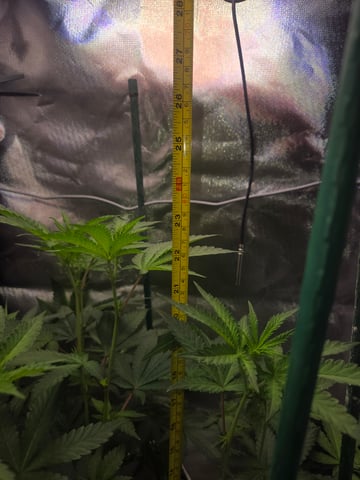 Looking for advice! — flower, day 54