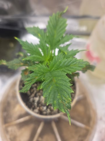 Experiment Time — vegetative, day 21
