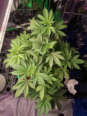 Rainbow Unicorn  — vegetative, day 60