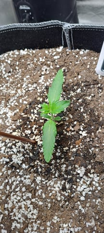 Hawaiian Haze  — seedling_rooting, day 6