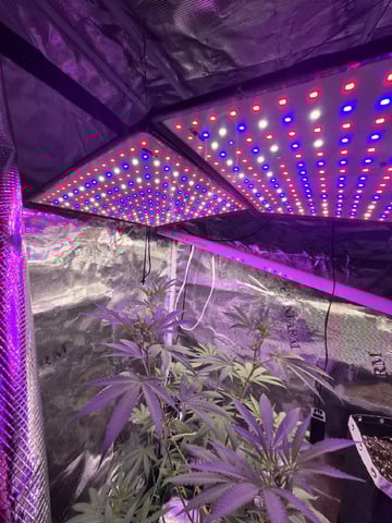 Kalini Asia Auto  — flower, day 23