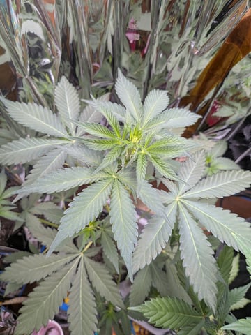 Mendo Frost / Gorilla Cookie / Banana Purple Punch  — vegetative, day 31