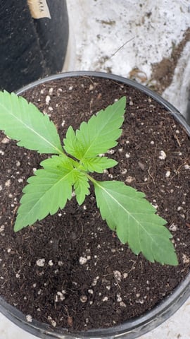 Super Boof  — vegetative, day 15
