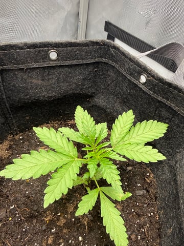 OGDispensary1670