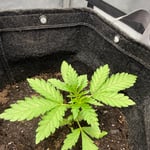 OGDispensary1670