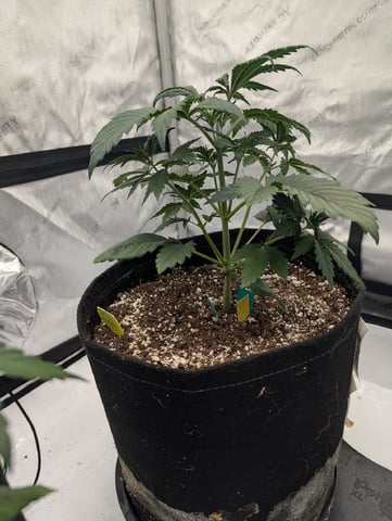 Guava, Guava, Gelato  — vegetative, day 26