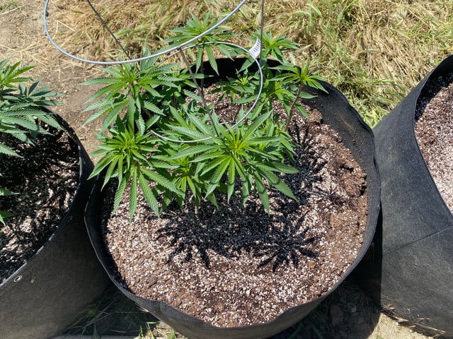 Solfire Gardens Grow — vegetative, day 88