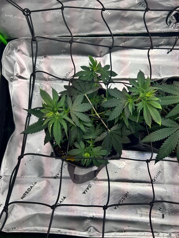 First Ever Grow GT — vegetative, day 50