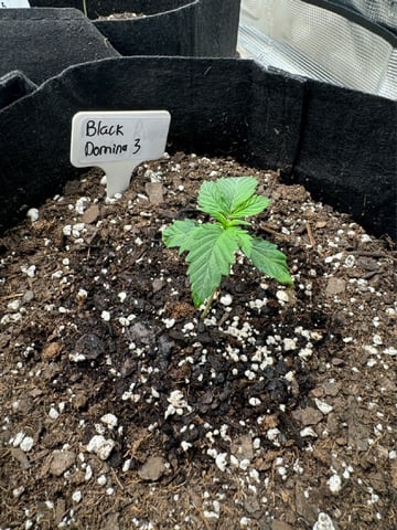SSH and BD — seedling_rooting, day 14