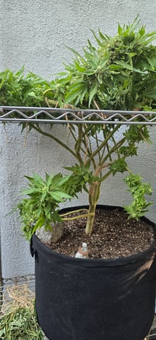 Mystery Weed Plant — flower, day 147